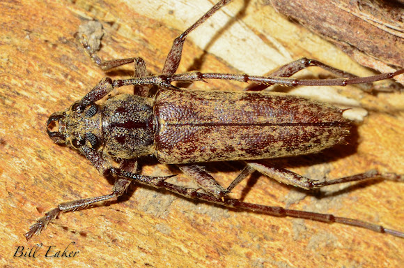 Spined Oak Borer | Project Noah