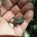 Southern Toad