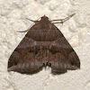 Moth (Erebidae/Erebinae)