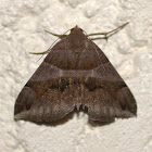 Moth (Erebidae/Erebinae)