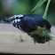 Lesser Goldfinch        male