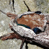 Wattle Goat moth (♂)