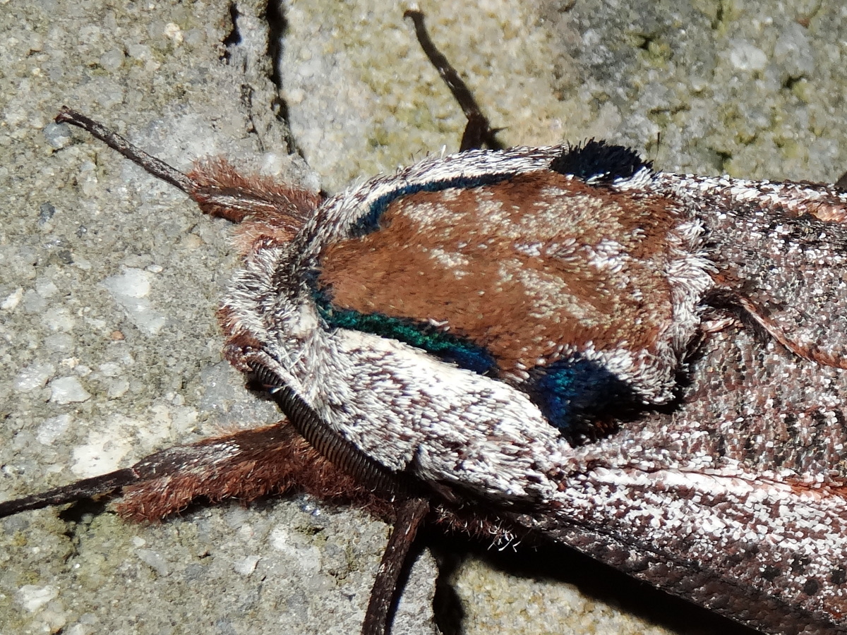Wattle Goat moth (♂)