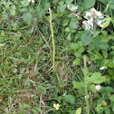 Lesser butterfly orchid