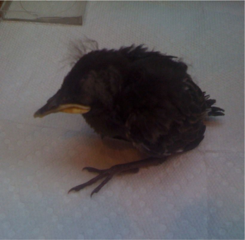 Baby bird who fell out of his nest