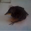 Baby bird who fell out of his nest