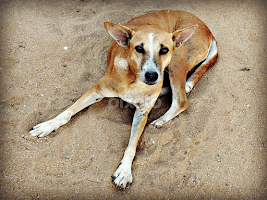 Temple Dog 2 by Tamsin Carlisle -  