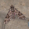 Pink-spotted Hawk Moth