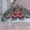 Ultronia Underwing Moth