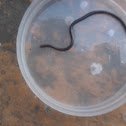 Worm snake