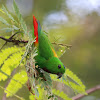 Blue-crowned Hanging Parrot