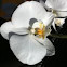 Moon orchid