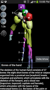 Anatomy Bones and Muscles - screenshot thumbnail