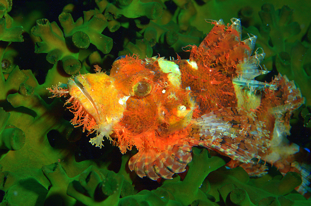 Reef Scorpionfish.
