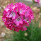 Sea Thrift