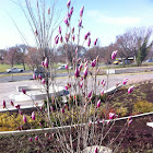 Japanese Magnolia or   Flowering Tulip magnolia Tree (early buds)