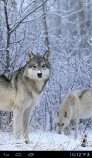 Download Wolves in winter APK for PC