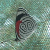 Butterfly 88