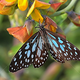 Oriental Blue Tiger 2 by Amrita Bhattacharyya -  