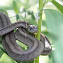 Northern Brown snake