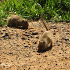 Uinta Ground Squirrel