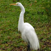 Garça branca grande (Great Egret)