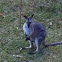 Female Wallaby with Joey 