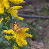 American Painted Lady & Goldenrod