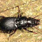 Woodland Ground Beetle