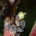 Molting Treehopper