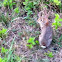 Eastern Cottontail Rabbit