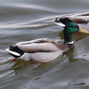 Mallard (Male)