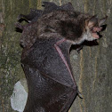 Natterer's bat