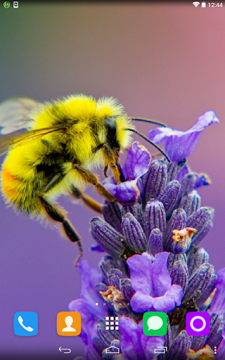 Honeybee Live Wallpaper