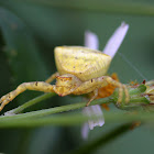 Thomisus labefactus 三角蟹蛛