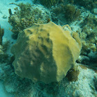 Montastraea coral