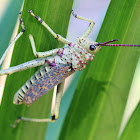 Green Milkweed Locust (Immature)