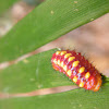 Atala larva