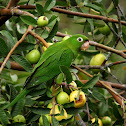Crimson-fronted Parakeet
