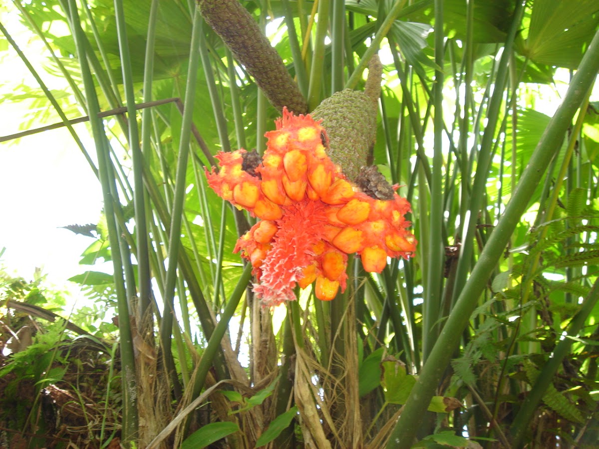 Panama Hat Palm, Chidra, Estococa, Tule | Project Noah