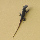 Jamaican Anole