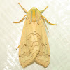 Banded Tussock Moth