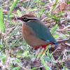 Indian Pitta