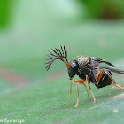 Eucharitid Wasp