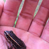 Pickerel Frog (juvenile)