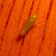 Tiny Leafhopper