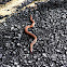 Earth snake. Species anyone?