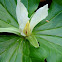 small flowered trillium
