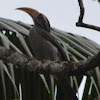 Malabar Grey Hornbill