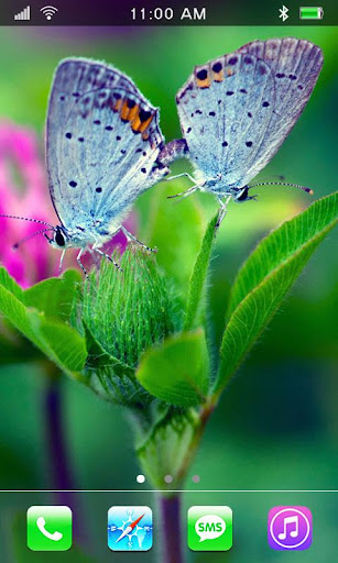 Butterflies Nature HD LWP